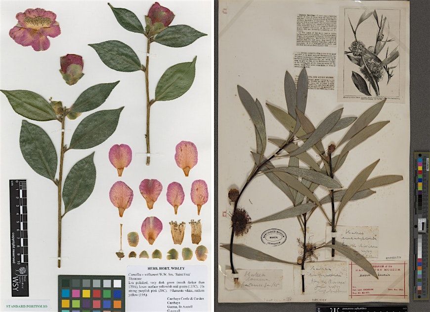 From Field to Cabinet: A guide to all things herbarium