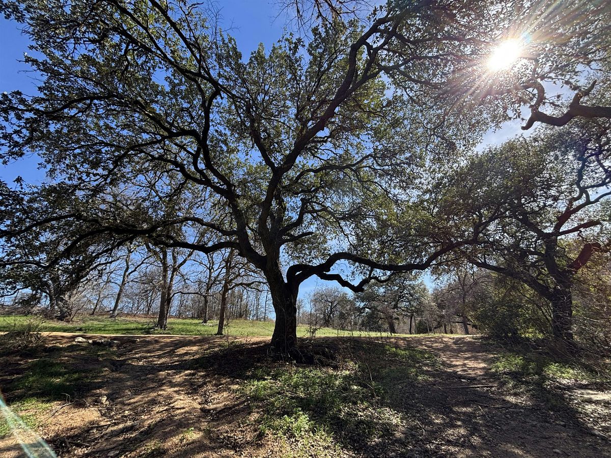 May Forest Bathing