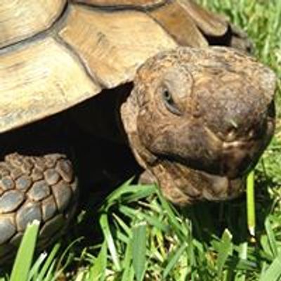 California Turtle and Tortoise Club - Valley Chapter