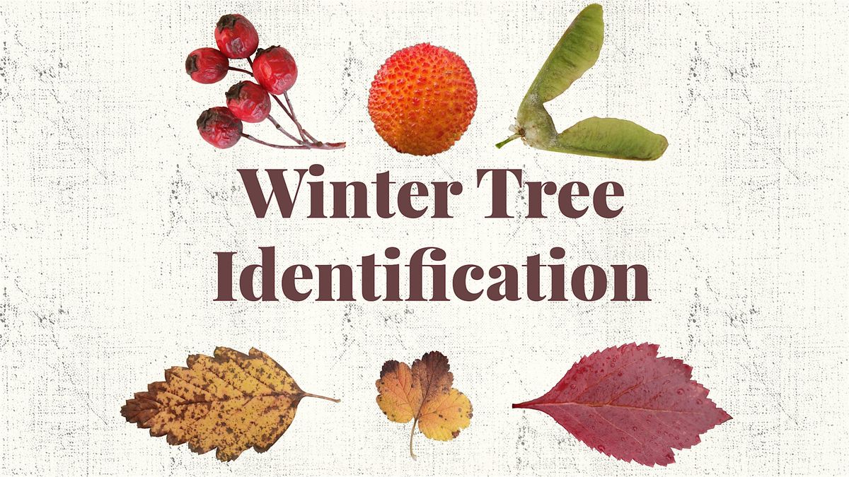 Winter Tree and Shrub ID walk\u2014Lincoln Park, West Seattle