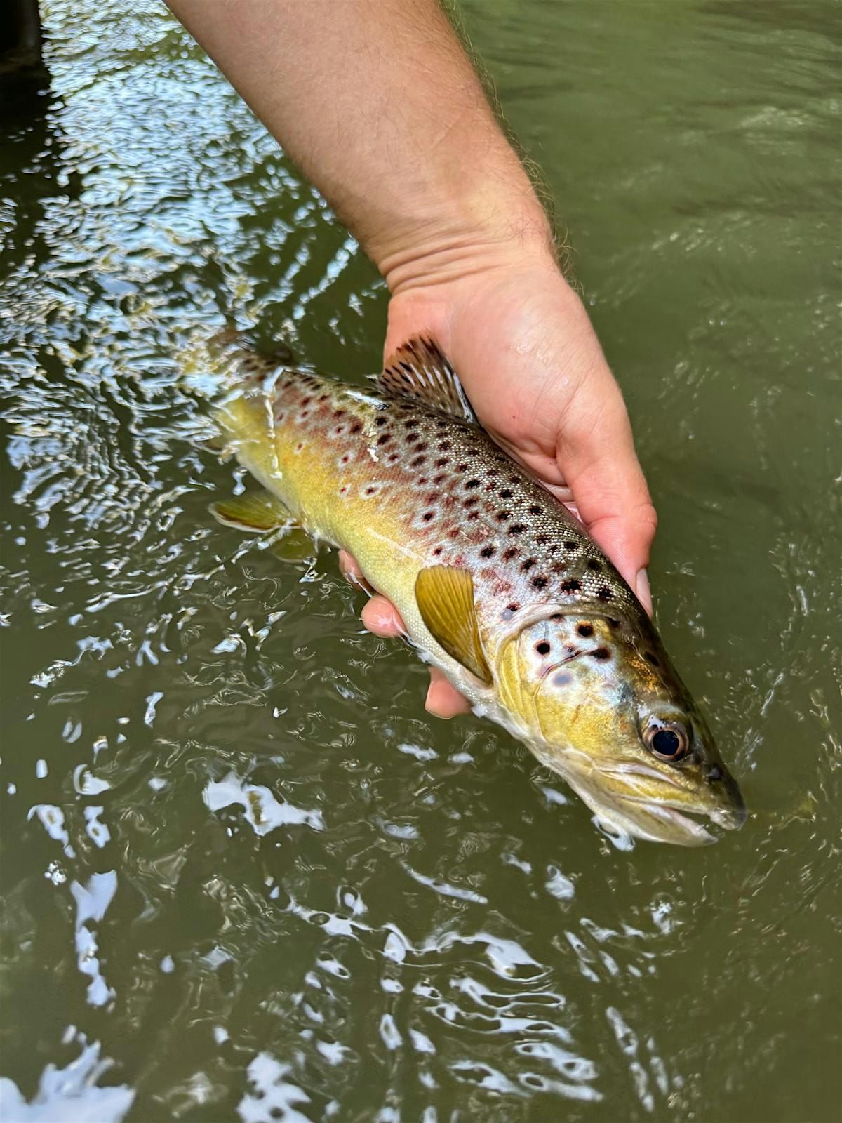 Weir-ed Rivers and Fantastic Fish