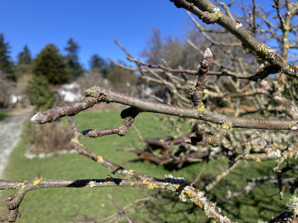 Spring Fruit Tree Grafting