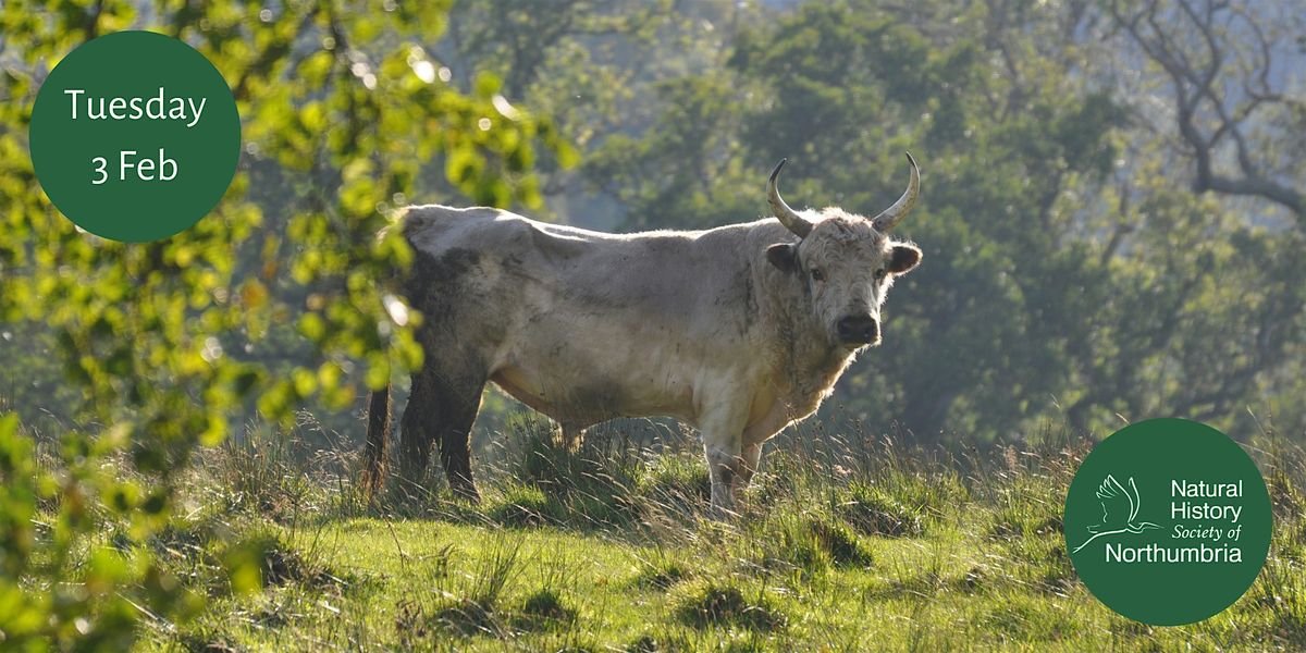 Wild Cattle of Chillingham Castle
