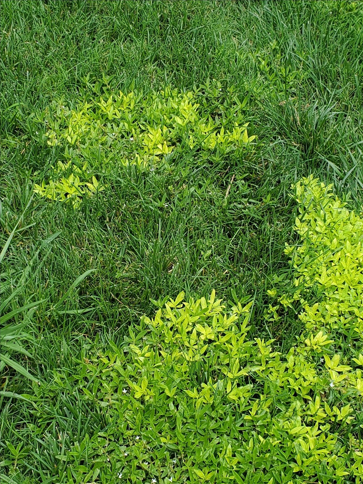 December Green's Industry Meeting