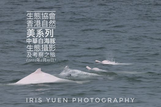 生態協會香港自然美系列中華白海豚生態攝影及考察之旅 出發日期 22年2月19日 東涌新發展碼頭 Hong Kong Hk February 19 22 生態協會香港自然美系列中華白海豚生態攝影及考察之旅 出發日期 22年2月19日 東涌新發展碼頭 Hong Kong Hk February 19 22