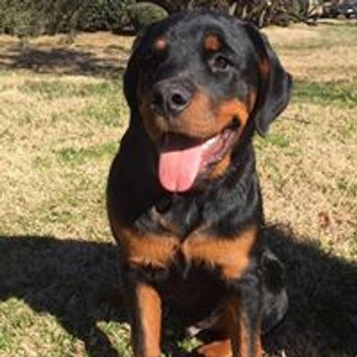 Atlantic Rottweiler Rescue and Friends