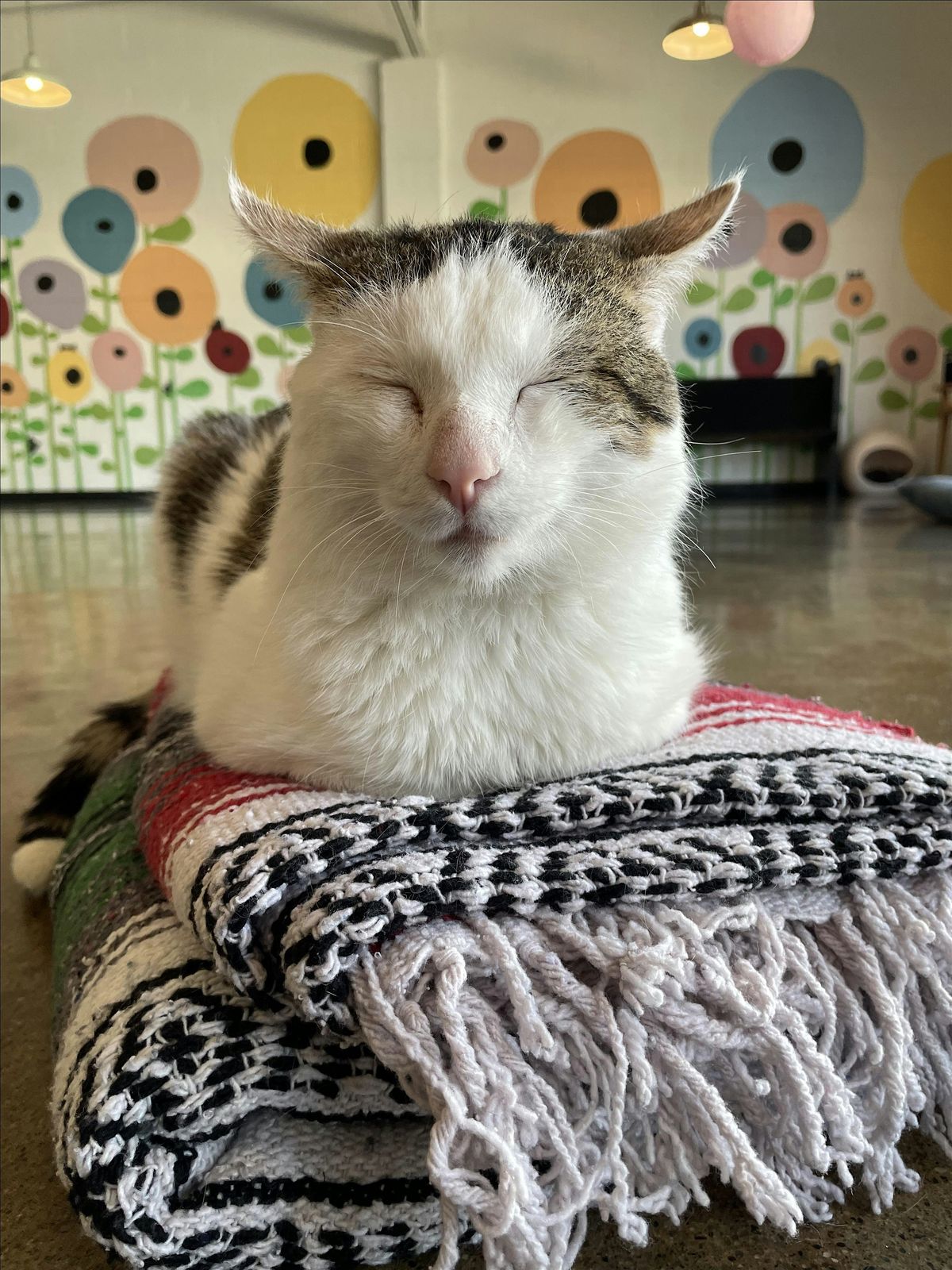 Mats and Cats: Family Exercise and Stretch