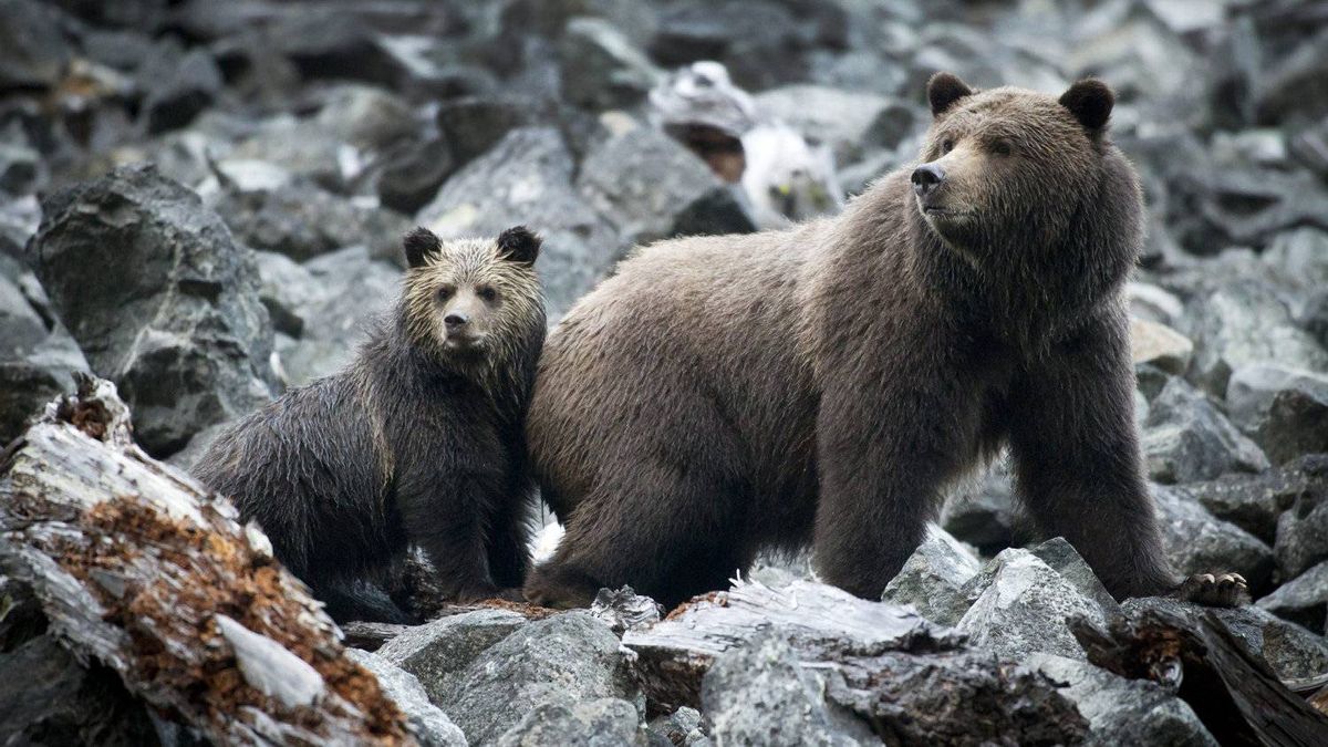 Parking Toronto Rock at Ottawa Black Bears