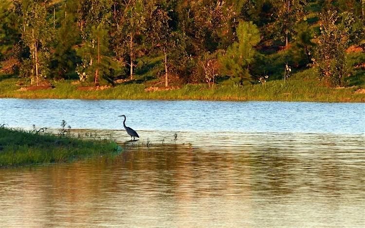 MLK Volunteer Day at Willow Waterhole