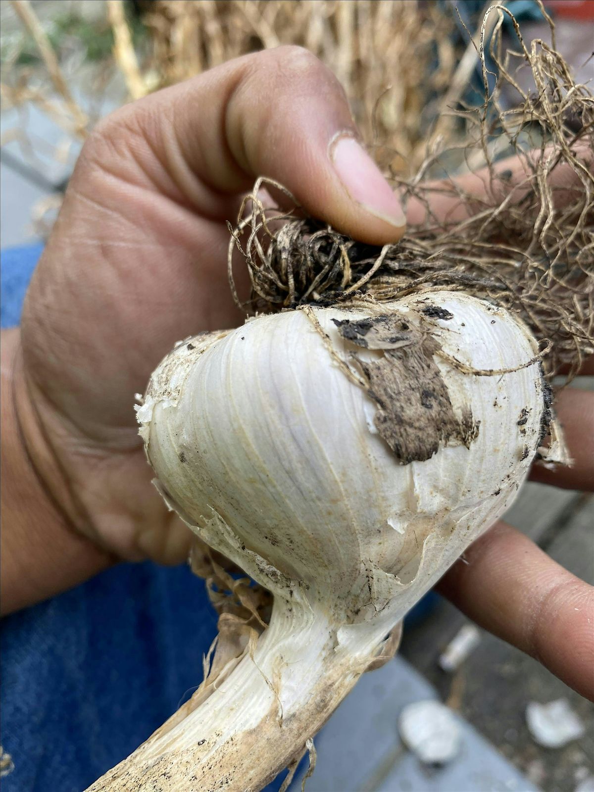 Grow Moore Produce Cooperative presents: Garlic, Garlic, Garlic