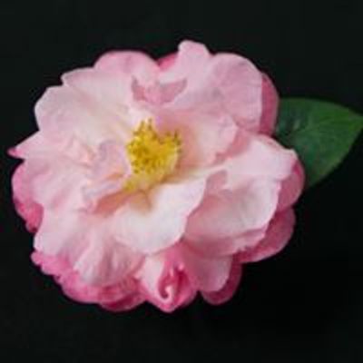 Tidewater Camellia Club