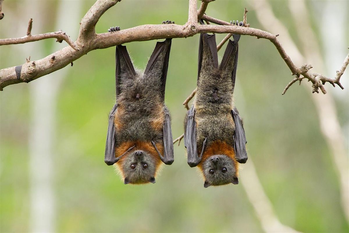Fireflies and Bats Walk