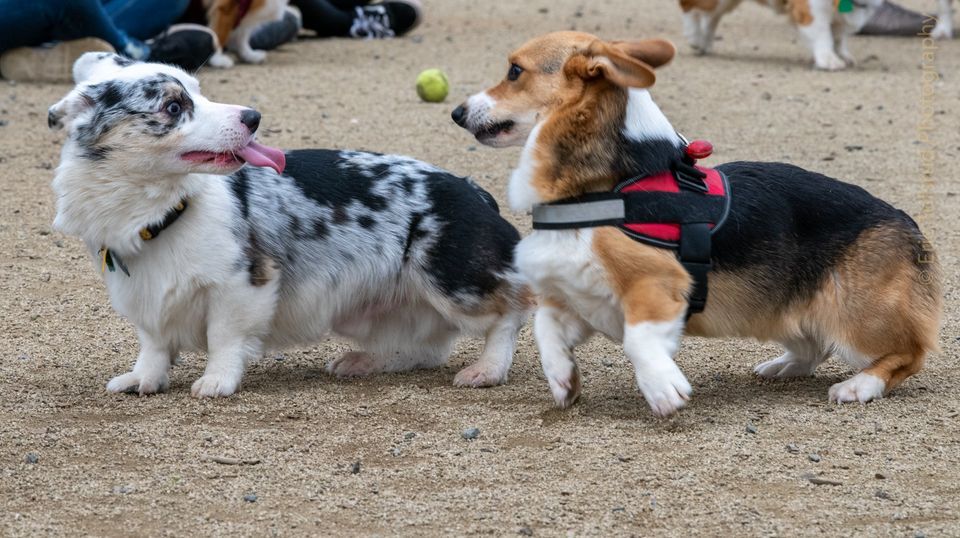 Sutters Landing dog park, SCP Big Meet | 70 28th St, Sacramento, CA