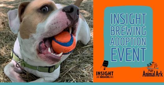 Animal Ark Insight Brewing Adoption Event Insight Brewing Minneapolis Mn June 26 2021