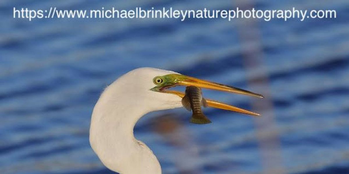 2024 Norwalk Harbor Bird Watching Tour 70 Water Street,Norwalk,06854