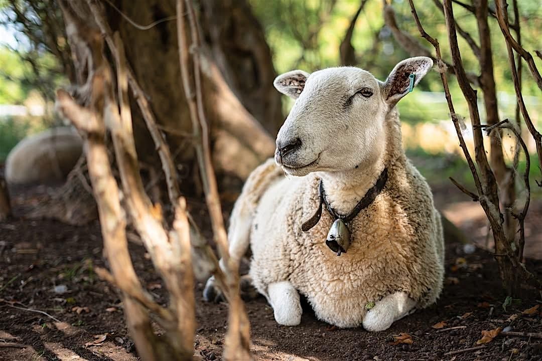 Music Night for Pear Tree Animal Sanctuary