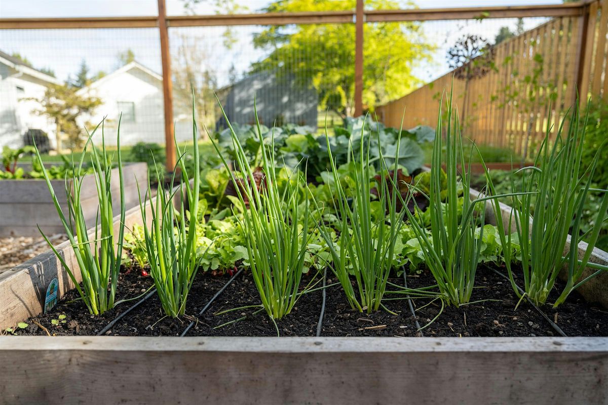 FREE: Planting for Continued Harvest in the Home Vegetable Garden