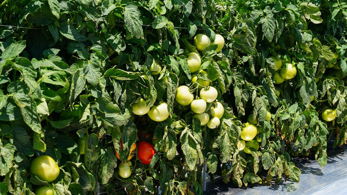Tomato Breeders Round Table and Tomato Disease Workshop