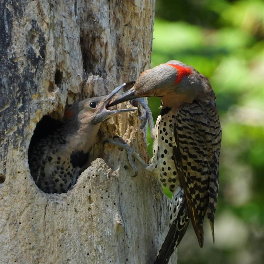 Eliza Howell Park Walk - Nesting Birds