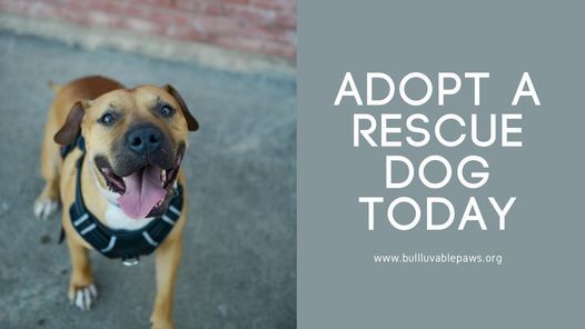 Adoption event -Wild Acre Brewing Company