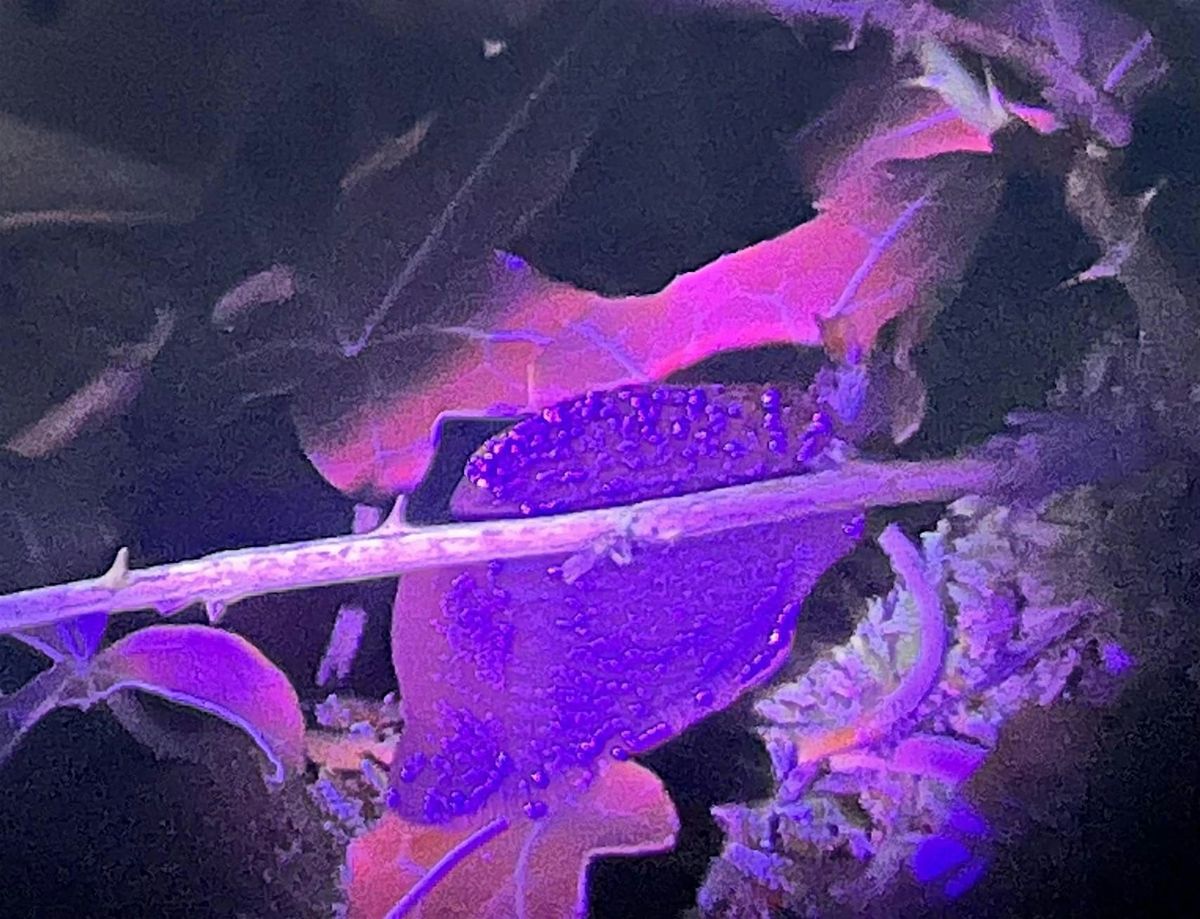 NWT Sweet Briar Marshes: Biofluorescent bugs (family event)