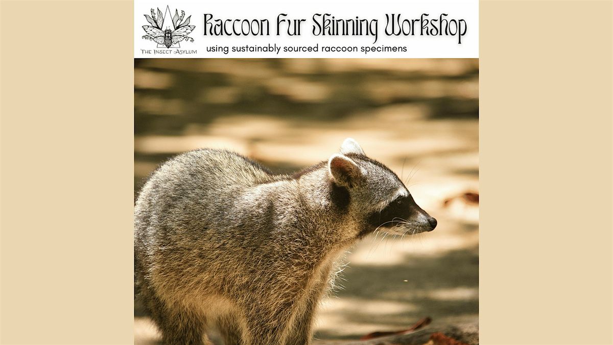Raccoon Fur Skinning Workshop