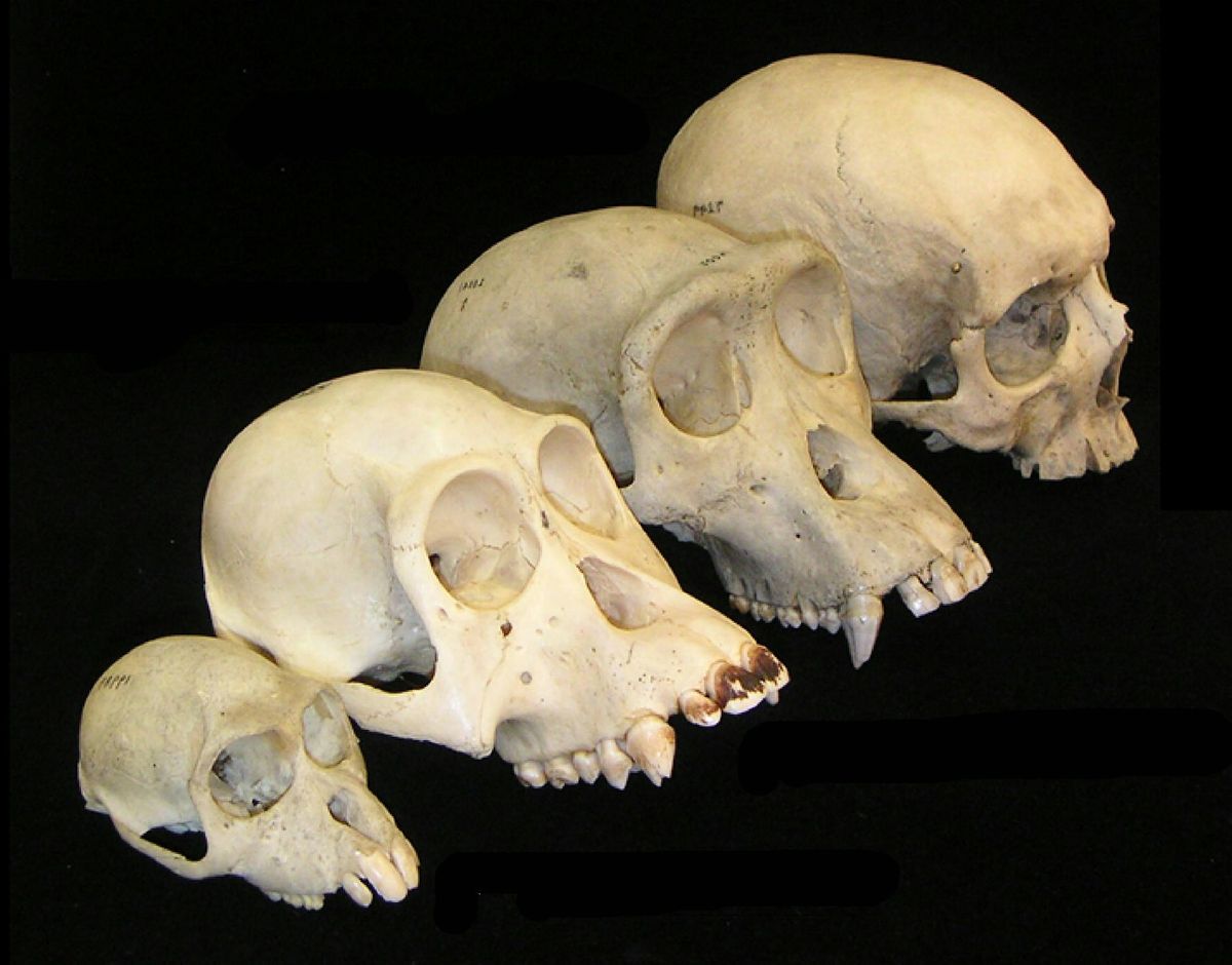 For 13-18 year olds: The Science of Us: An Intro to Biological Anthropology