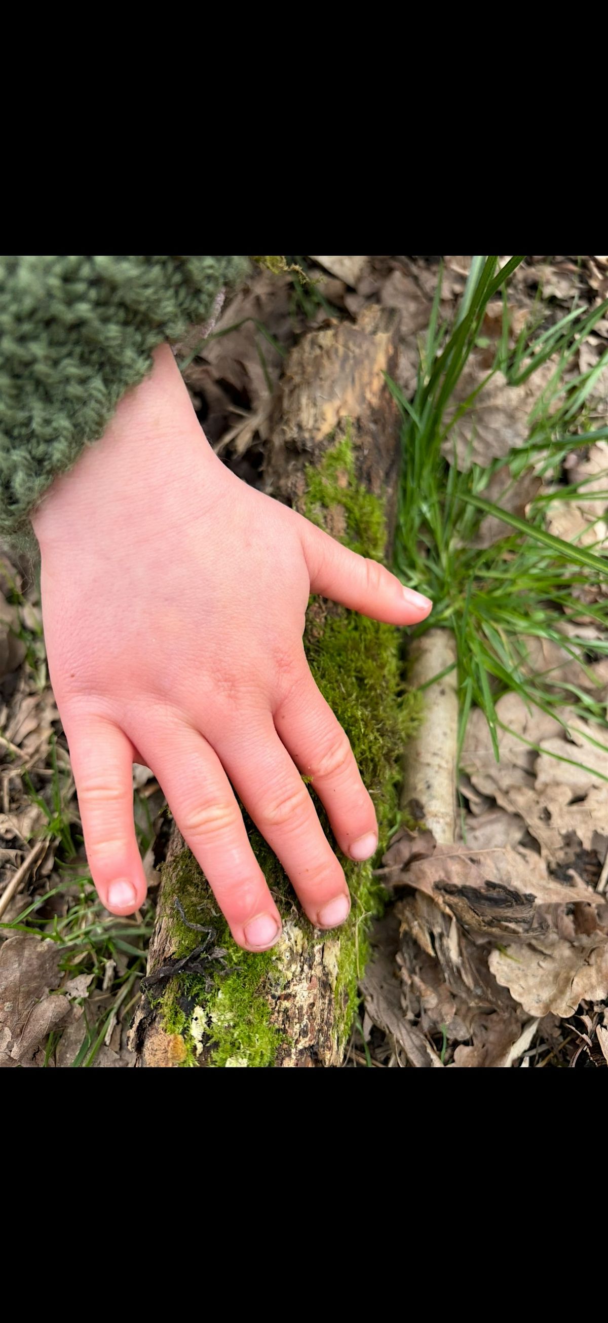 Family Foraging and Nature Connection Walk