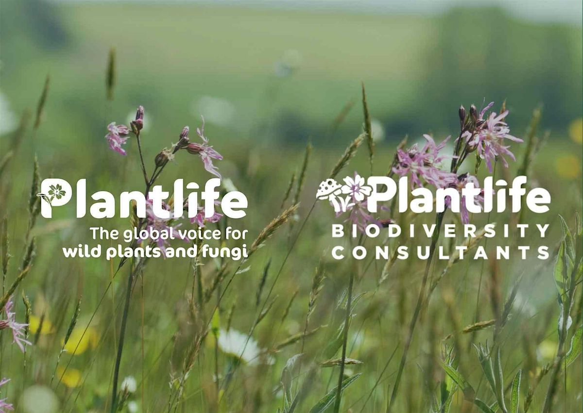 Understanding Plant Communities of Neutral Grassland - Wiltshire