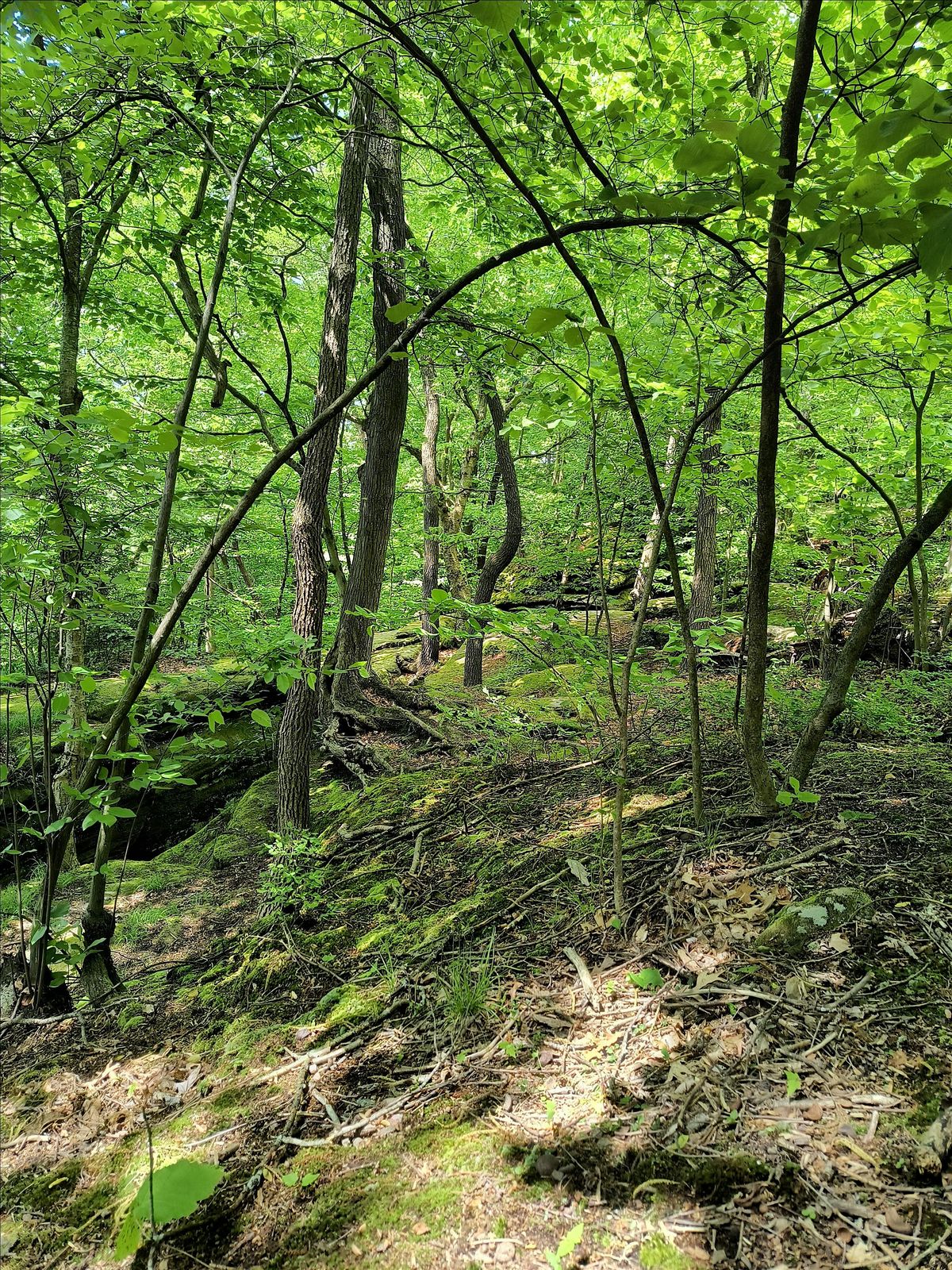 Forest Bathing (Shinrin Yoku) 7-18-26