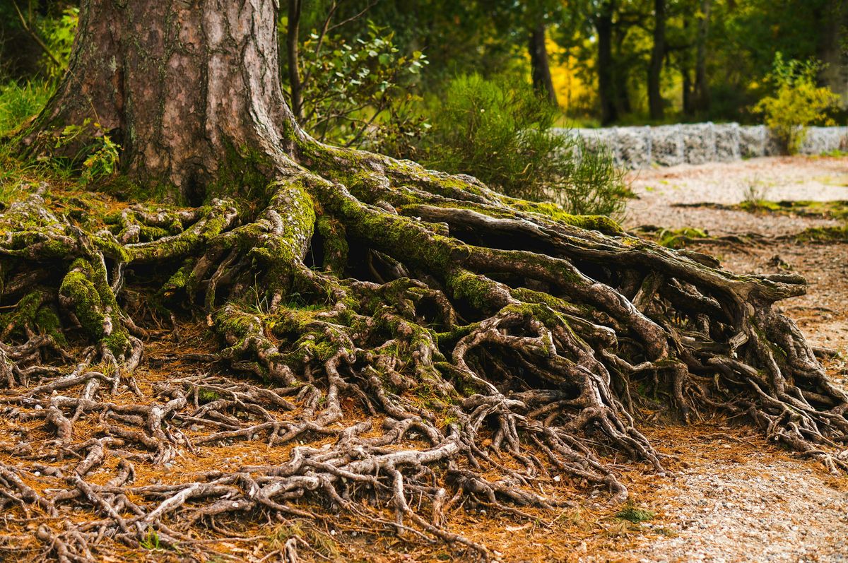 Root & Restore: Somatic & Nature-Based Reset