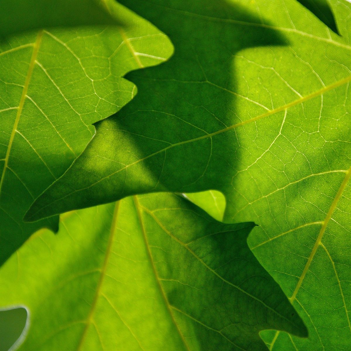 Early Summer Tree ID