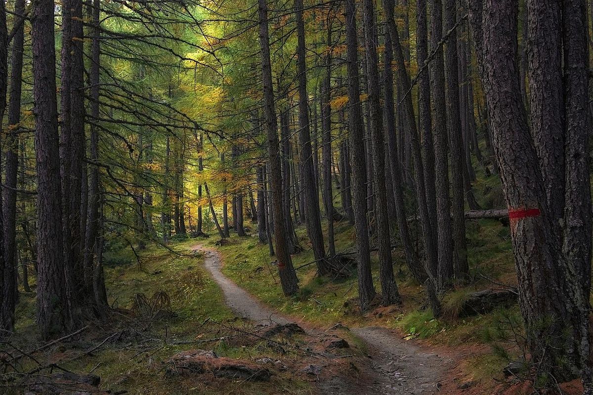 Workshop: Tools and Skills for Environmental Defenders