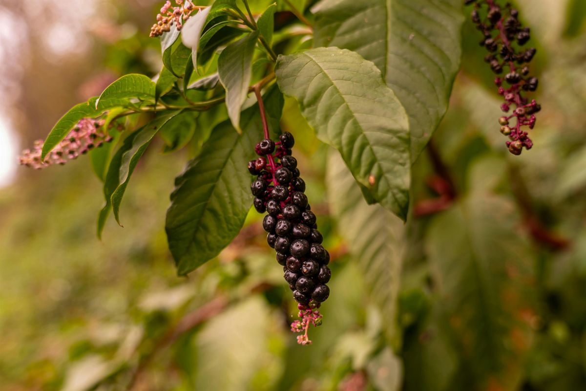 Pokeweed: Food, Medicine, Poison, Dye!