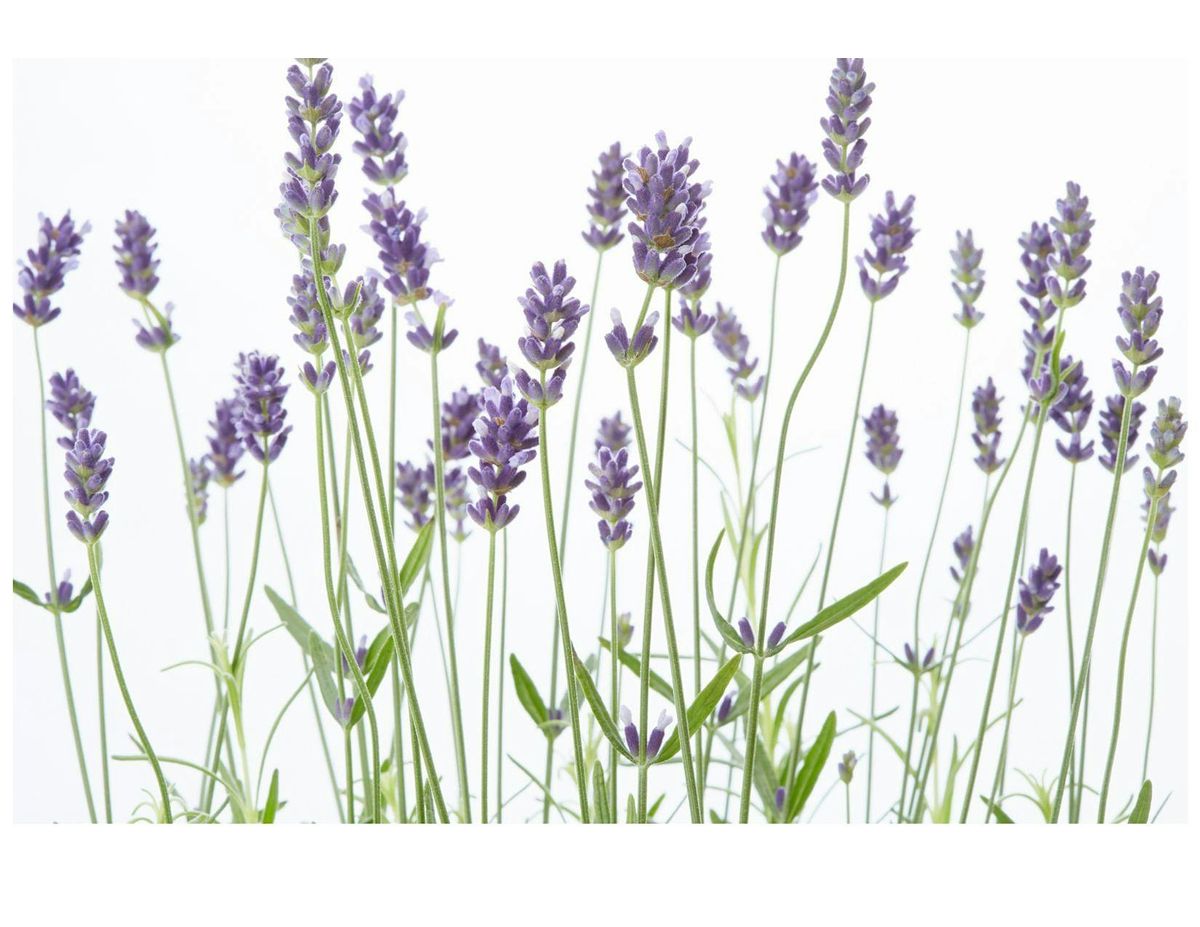 Moving Beyong the Sachet: The Wide World of Lavender