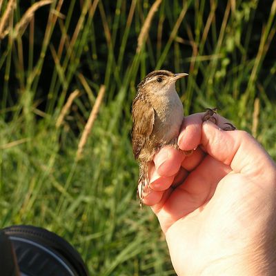 Braddock Bay Bird Observatory