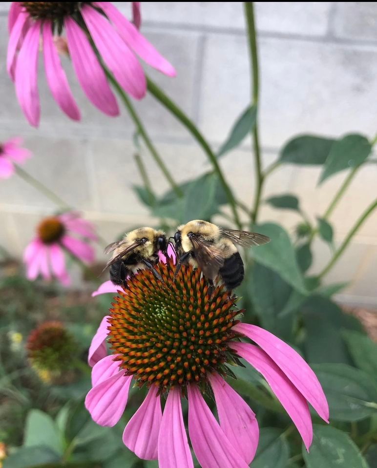 Raleigh County-Plant and Prep 4-H Pollinator Habitat