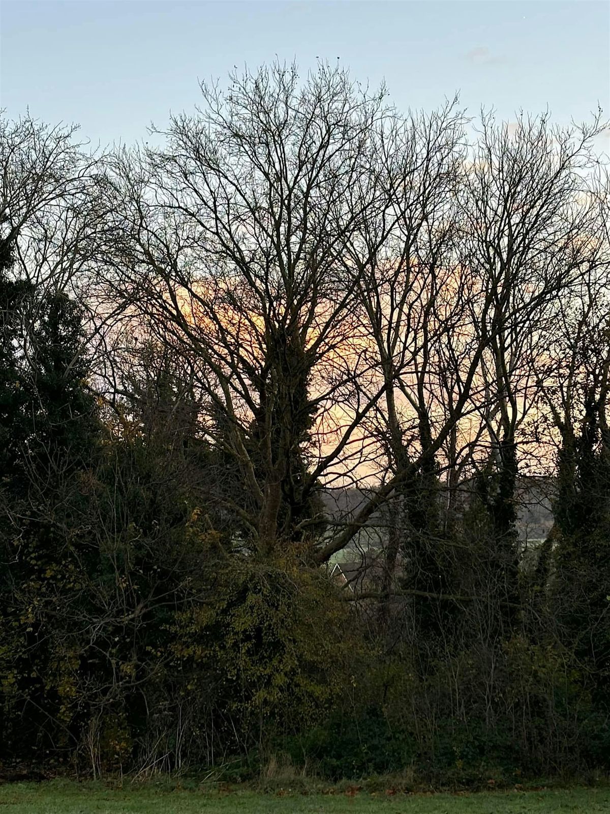 Winter Tree Walk, Prospect Park