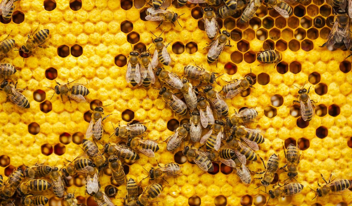 20th May - Sustainability Afternoon for World Bee Day (Children\u2019s Event)