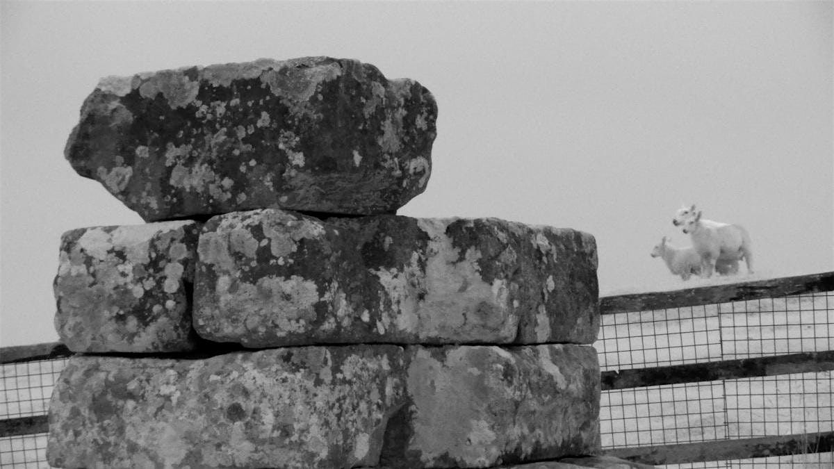 Exhibition: We Knew the Terrain by Matthew Burdis