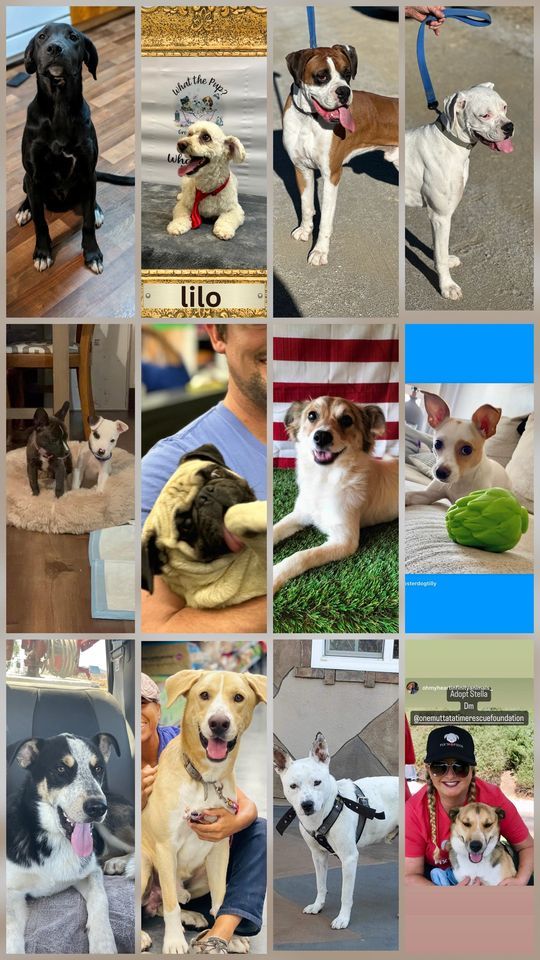 Dog & Cat Adoptions Pet Supplies Plus Yorba Linda, CA December 16