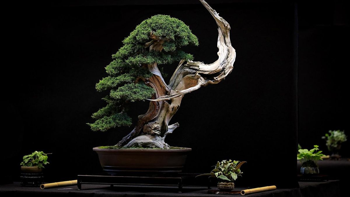 Bonsai Society Meeting - Junipers, Pines, and Conifers
