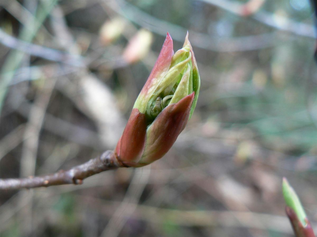 Spring Skills of a Naturalist: Wild Edibles