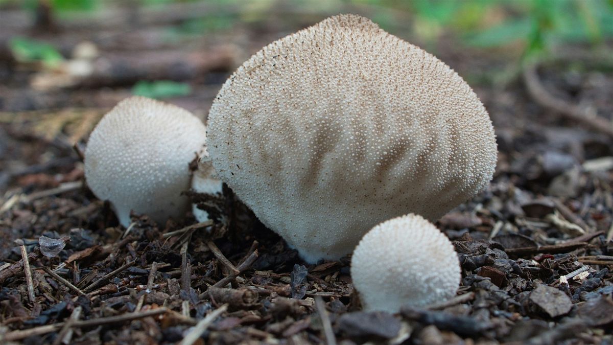 Intro to Mycology: Mushrooms 101