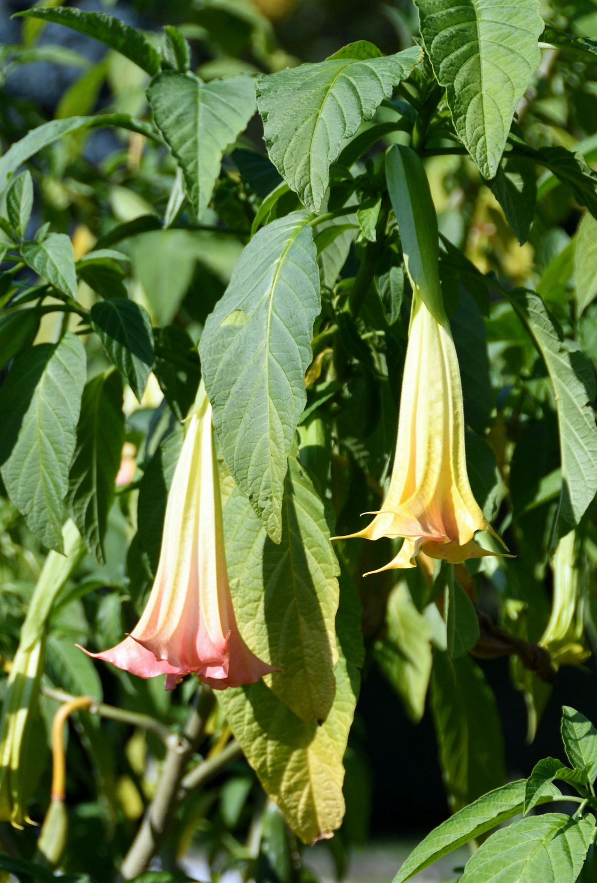Poisonous Plants \u2620\ufe0f