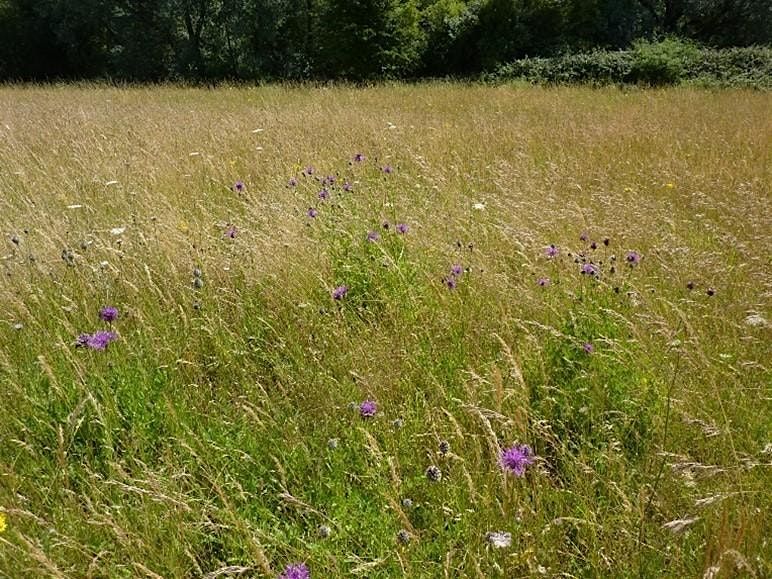 Noticing Nature - Harcourt Hill