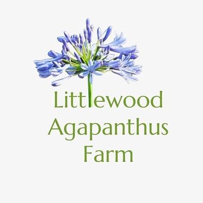 Littlewood Agapanthus Farm