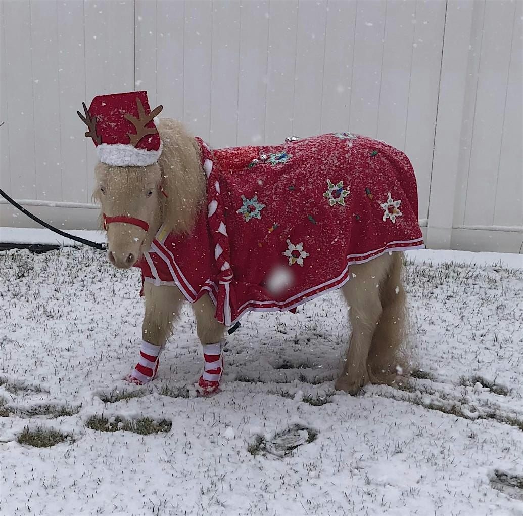 Mini Horse Magic Experience Christmas Gift