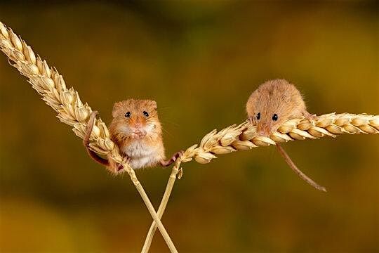 Harvest Mouse Survey