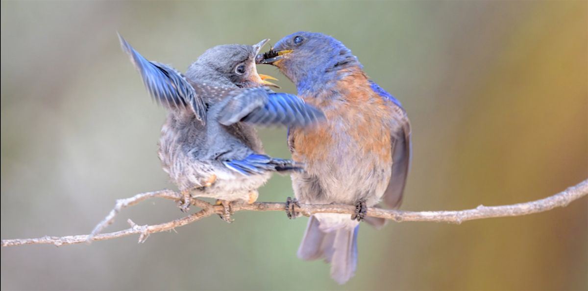 Clif & Nelda Duo | For the Birds